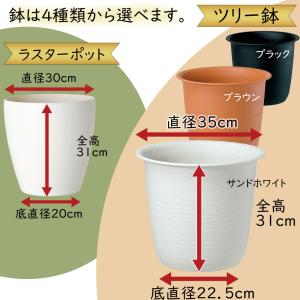 ドラセナ 観葉植物 おしゃれ 大型 インテリア...の詳細画像4