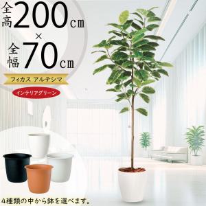 観葉植物 おしゃれ 大型 インテリアグリーン フェイク インディアン