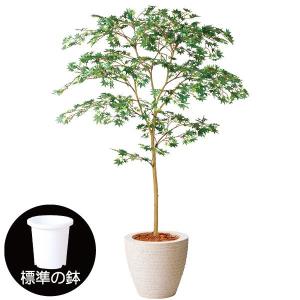 もみじ モミジ 大型 青紅葉 おしゃれ インテリアグリーン フェイク