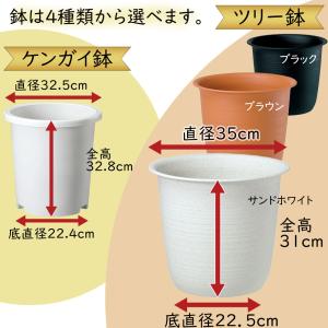 もみじ モミジ 大型 青紅葉 おしゃれ インテ...の詳細画像4