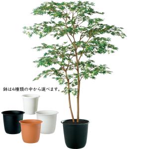 もみじ モミジ 大型 青紅葉 おしゃれ インテ...の詳細画像1