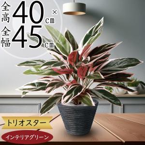 インテリアグリーン おしゃれ 観葉植物 フェイクグリーン リアル 人気 おすすめ 人工観葉植物 人工樹木 造花 インテリア ギフト ストロマンテ トリオスター 40cm