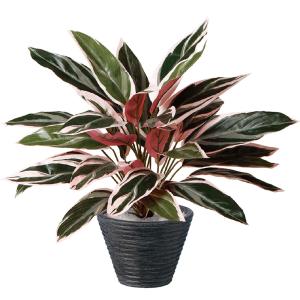 インテリアグリーン おしゃれ 観葉植物 フェイ...の詳細画像1