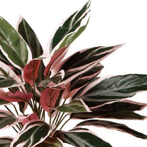 インテリアグリーン おしゃれ 観葉植物 フェイ...の詳細画像2