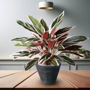インテリアグリーン おしゃれ 観葉植物 フェイ...の詳細画像5