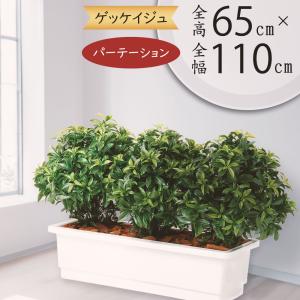 観葉植物 おしゃれ インテリアグリーン 月桂樹 ローリエ パーテーション 間仕切り 65cm｜keishin