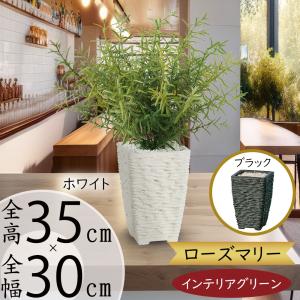 パキラ フェイクグリーン 高さ120cm 観葉植物 フェイク 大型 人工観葉