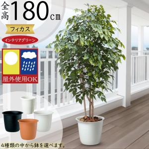 ゴールドクレスト 大型 コニファー インテリアグリーン 屋外用