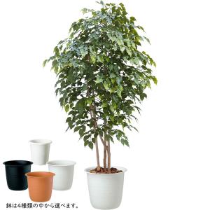 インテリアグリーン 屋外用 大型 おしゃれ 人...の詳細画像1