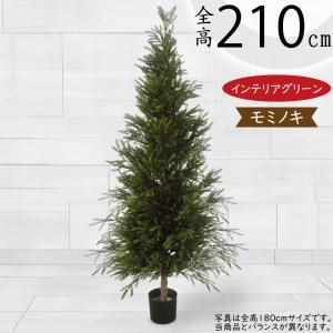観葉植物 おしゃれ 大型 モミの木 インテリアグリーン もみの木
