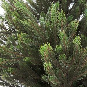観葉植物 おしゃれ 大型 モミの木 インテリア...の詳細画像3