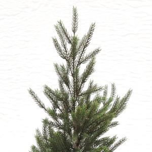 観葉植物 おしゃれ 大型 モミの木 インテリア...の詳細画像4