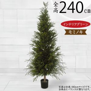 モミの木 苗木 大型 155cm❗12号❗綺麗な樹形 クリスマスツリー 鉢植済 モミの木 苗木 大型 155cm❗12号❗綺麗な樹形 クリスマスツリー