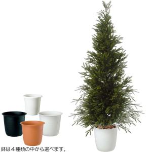 観葉植物 おしゃれ 大型 もみの木 インテリア...の詳細画像1