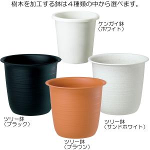 観葉植物 おしゃれ 大型 もみの木 インテリア...の詳細画像5