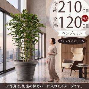 ベンジャミン 大型 おしゃれ インテリアグリーン フェイクグリーン