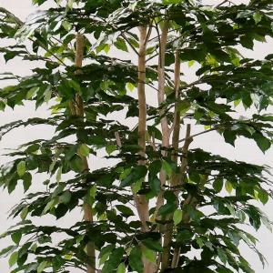 ベンジャミン 大型 おしゃれ インテリアグリー...の詳細画像2