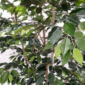 ベンジャミン 大型 おしゃれ インテリアグリー...の詳細画像3