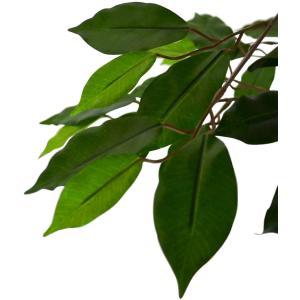 ベンジャミン 大型 おしゃれ インテリアグリー...の詳細画像4