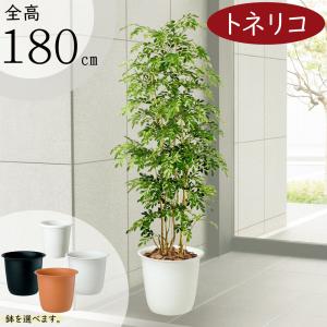 フェニックス 大型 観葉植物 人気 おしゃれ インテリアグリーン