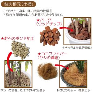 インテリアグリーン 大型 おしゃれ ベンジャミ...の詳細画像5