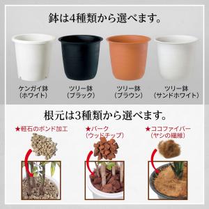 フェイクグリーン 屋外 大型 おしゃれ インテ...の詳細画像5