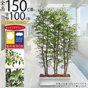 観葉植物 おしゃれ 屋外対応 インテリアグリーン パーテーション ミニフィカス ベンジャミン 1.5m