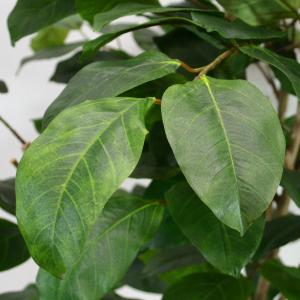 フェイクグリーン 大型 おしゃれ 人気 観葉植...の詳細画像3