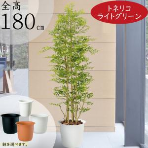 トネリコ フェイクグリーン 大型 人気 人工観葉植物 おしゃれ リアル