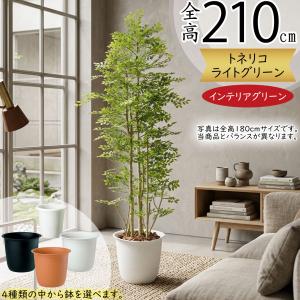 シマトネリコ 高さ400cm 5本株立 (大型サイズ 人工観葉植物インテリア