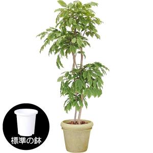 観葉植物 おしゃれ 大型 インテリアグリーン さくらんぼの木 チェリー 造花 2.1m｜keishin