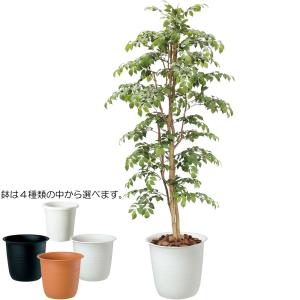 インテリアグリーン 大型 おしゃれ 人気 フェ...の詳細画像1