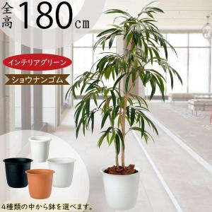 観葉植物 ドラセナ コンシンネ L 10号鉢 植物 10号 インテリア 室内