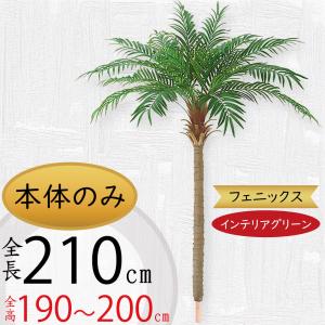 フェニックスロベレニー 12号 八丈島産 ツインタイプ ヤシの木