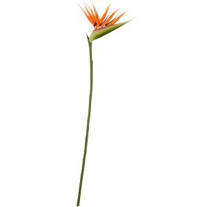 極楽鳥花の商品一覧 通販 Yahoo ショッピング