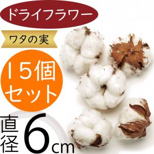 ドライフラワー ワタの実 おしゃれ 人気 天然素材 自然素材 ナチュラル 花材 観葉植物 インテリア 雑貨 ワタ入り フラワーアレンジメント 直径約6cm 15個セット