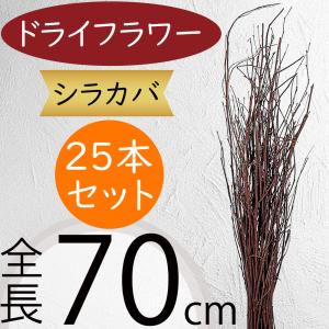 ドライフラワー シラカバ 白樺 人気 天然素材 自然素材 おしゃれ 大型 大きい 大きめ フラワーアレンジメント ディスプレイ 枝物 枝もの 70cm 1束25本セット