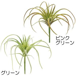 チランジア エアプランツ ティランジア 観葉植物...の商品画像