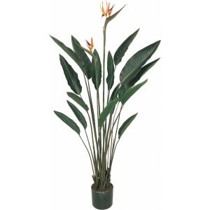 ストレリチア ストレチア 観葉植物 おしゃれ ...の詳細画像1