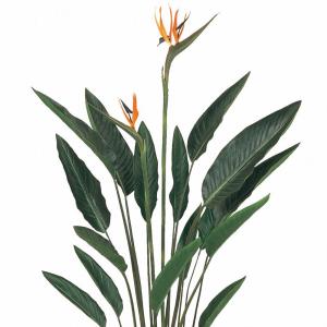 ストレリチア ストレチア 観葉植物 おしゃれ ...の詳細画像2
