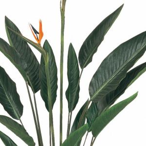 ストレリチア ストレチア 観葉植物 おしゃれ ...の詳細画像3