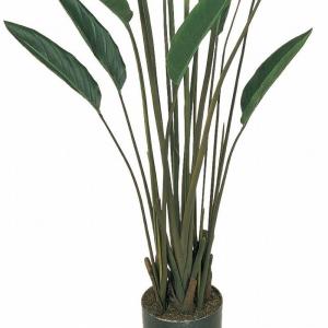 ストレリチア ストレチア 観葉植物 おしゃれ ...の詳細画像4