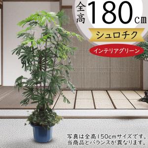 シュロチク ヤシ類 ヤシの木 観葉植物 人気 おしゃれ インテリア