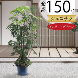 神戸花物語 フェイクグリーン 観葉植物 人工観葉 大型 光触媒 フェイク