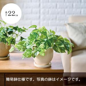ニトリ（NITORI） フェイクグリーン 寄せ植え ガラスポット(グリーン