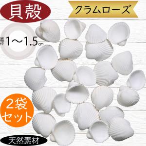 貝殻パーツ】オウムガイ 5cm 1個 Sサイズ オウム貝 写真現品