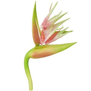 極楽鳥花の商品一覧 通販 Yahoo ショッピング