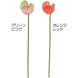 アンスリウム オレンジ 花 ガーデニング の商品一覧 通販 Yahoo ショッピング