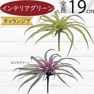 ティランジア チランジア エアプランツ おしゃれ...の商品画像