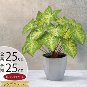 シンゴニウム シンゴニューム 観葉植物 おしゃれ...の商品画像